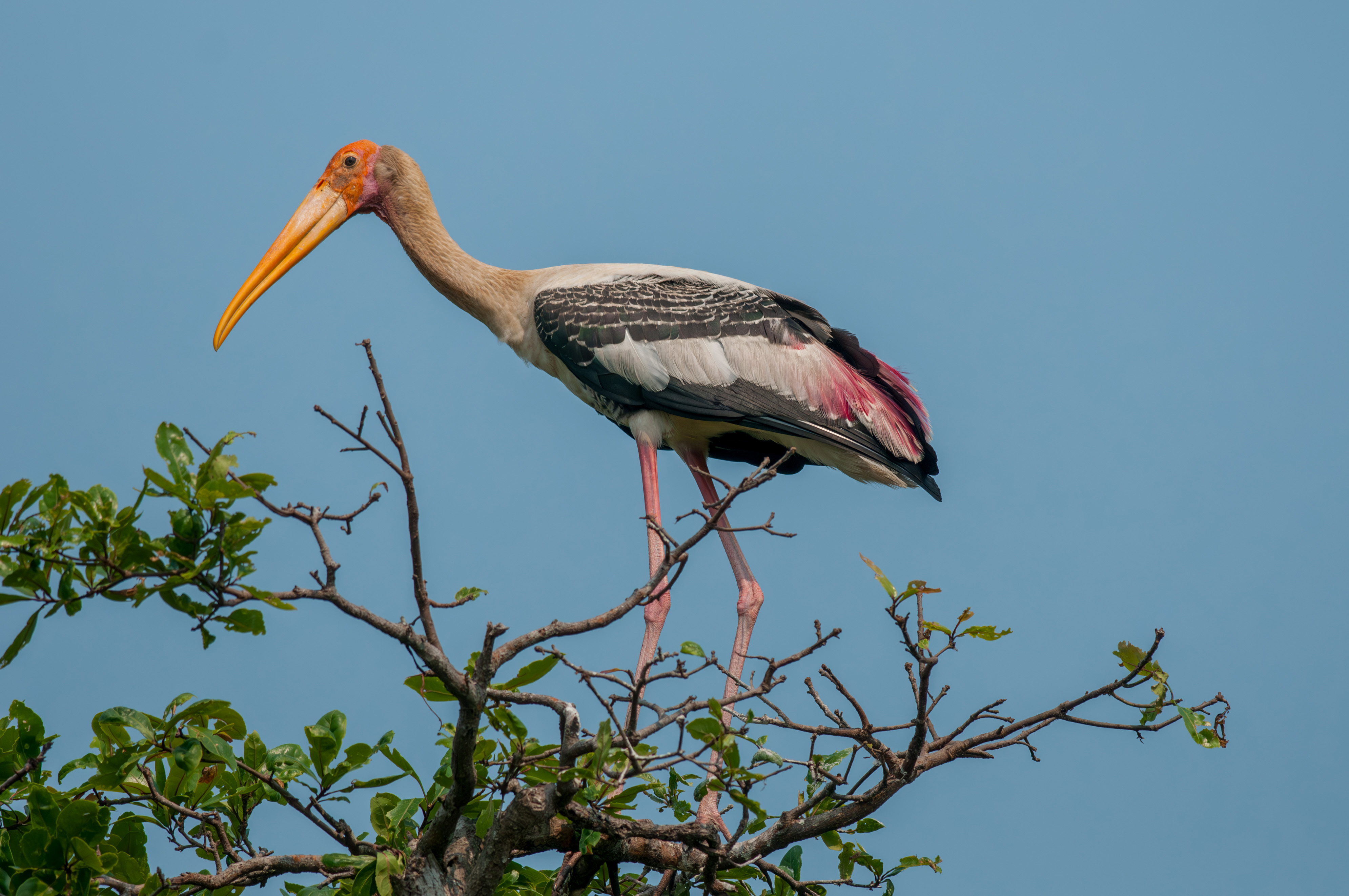 mekong-delta